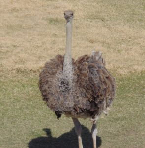 Ostrich Frank Buck Zoo Gainesville TX