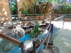 Penguin Cove Dallas World Aquarium Dallas TX