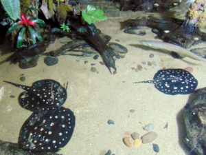 Polka-dot Stingrays Dallas World Aquarium Dallas TX