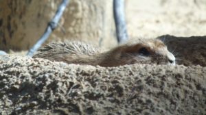 Prairie Dog High Plains & Prairies Fort Worth Zoo