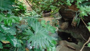 Rainforest Dallas World Aquarium Dallas Texas