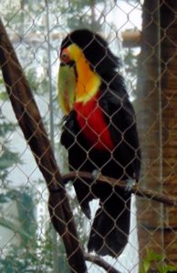 Red-breasted Tucan Dallas World Aquarium Dallas TX