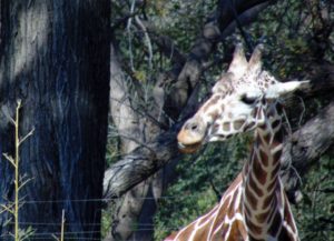 Reticulated Giraffe African Savanna Fort Worth Zoo