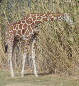 Reticulated Giraffe Frank Buck Zoo Gainesville TX