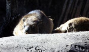 Rock Hyrax Gorilla Trails Africa Dallas Zoo