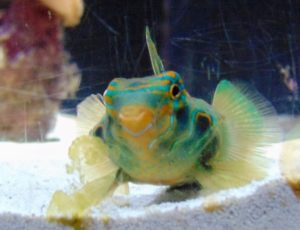 Smiling Fish Dallas World Aquarium Dallas TX