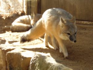 Swift Fox High Plains & Prairies Fort Worth Zoo