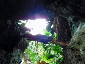 Tropical Rainforest Dallas World Aquarium Dallas TX