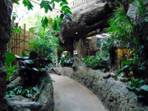 Tropical Rainforest Path Dallas World Aquarium Dallas Texas