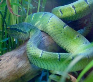 Wagler's Viper MOLA Fort Worth Zoo