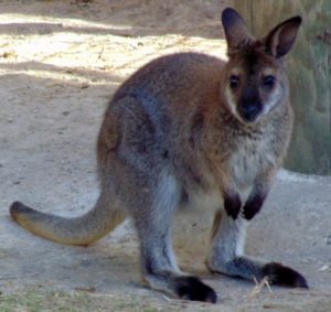 Wallaby Frank Buck Zoo Gainesville TX