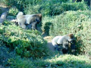 Western Lowland Gorillas Gorilla Trails Africa Dallas Zoo
