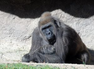 Western Lowland Gorilla Gorilla Trails Africa Dallas Zoo