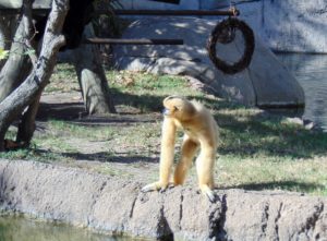White Cheeked Gibbon World of Primates Fort Worth Zoo
