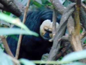 White Faced Saki Dallas World Aquarium Dallas TX