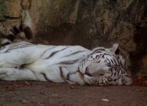 White Malayan Tiger Asian Falls Asian Trails Fort Worth Zoo