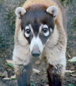 White-nosed Coati Brush Country Fort Worth Zoo