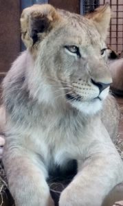 African Lion Subadult Cheyenne Mountain Zoo Colorado Springs Colorado