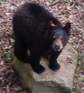 American Black Bear Alexandria Zoo Alexandria Louisiana