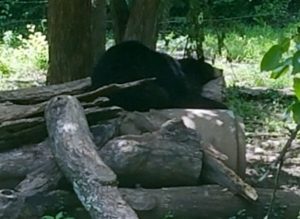 American Black Bear Dickerson Park Zoo Springfield Missouri