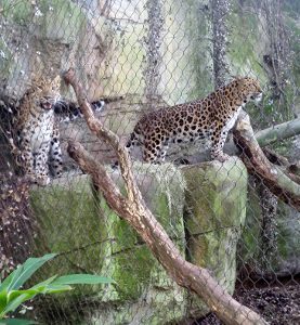 Amur Leopard Audubon Zoo New Orleans Louisiana