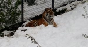 Amur Tiger Cheyenne Mountain Zoo Colorado Springs Colorado