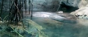 Anaconda Amazon Rainforest Audubon Aquarium of the Americas New Orleans Louisiana
