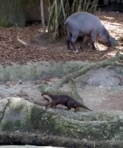 Babirusa & Small-clawed Otter Audubon Zoo New Orleans Louisiana