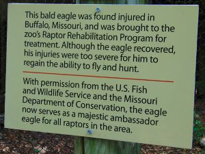 Bald Eagle Rehab Signage Dickerson Park Zoo Springfield Missouri
