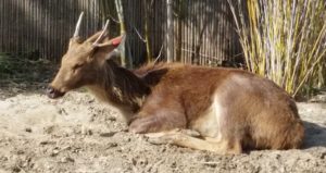 Barasingha Audubon Zoo New Orleans Louisiana