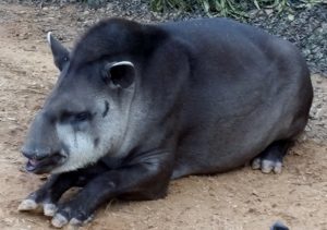 Brazilian Tapir Alexandria Zoo Alexandria Louisiana