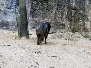 Chacoan Peccary Dickerson Park Zoo Springfield Missouri