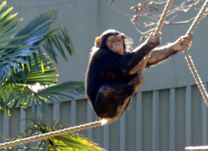 Chimpanzee Dallas Zoo Dallas Texas