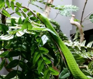 Eastern Green Mamba Herpetarium Audubon Zoo New Orleans Louisiana