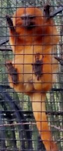 Golden Lion Tamarin Alexandria Zoo Alexandria Louisiana