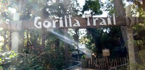 Gorilla Trails Dallas Zoo Dallas Texas