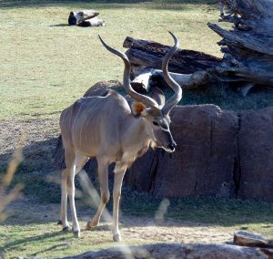 Greater Kudu Dallas Zoo Dallas Texas