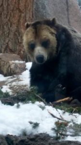 Grizzly Bear Cheyenne Mountain Zoo Colorado Springs Colorado