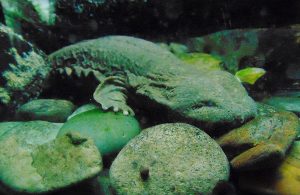 Hellbender Herpetarium Dallas Zoo Dallas Texas