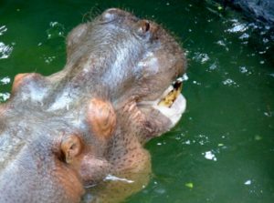 Hippo Dickerson Park Zoo Springfield Missouri