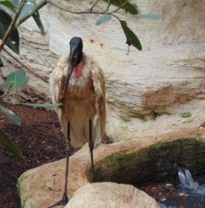 Jabiru Stork Dallas World Aquarium Dallas Texas