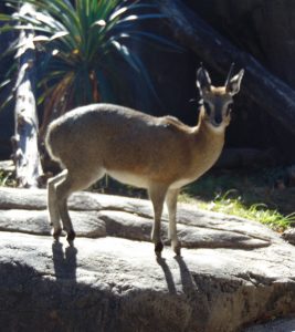 Klipspringer Dallas Gorilla Trails Dallas Zoo Dallas Texas