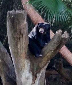 Malayan Sun Bear Audubon Zoo New Orleans Louisiana