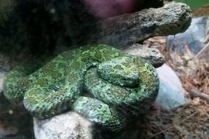 Mang Mountain Viper Herpetarium Audubon Zoo New Orleans Louisiana