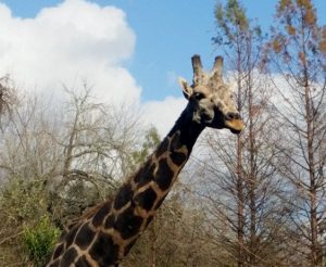 Masi Giraffe Audubon Zoo New Orleans Louisiana