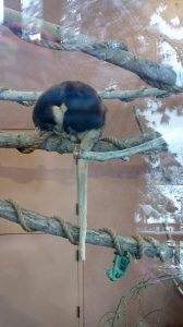 Matschie's Tree Kangaroo Cheyenne Mountain Zoo Colorado Spring Colorado