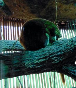 Matschie's Tree Kangaroo Dallas World Aquarium Dallas Texas