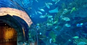 Mayan Reef Tunnel Audubon Aquarium of the Americas New Orleans Louisiana