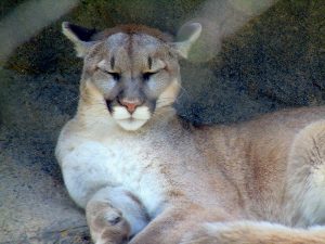 Mountain Lion (Cougar) Dickerson Park Zoo Springfield Missouri