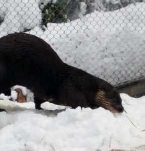 North American River Otter Cheyenne Mountain Zoo Colorado Springs Colorado